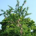 Laburnum chimere P28 (2)